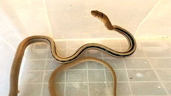 লোকালয়ে দুধরাজ সাপ উদ্ধার!