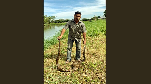 ১০ ফুট লম্বা অজগর সাপ উদ্ধার