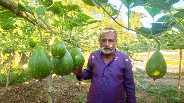 লাউ চাষে স্বাবলম্বী শাহাজান ভূঁইঞা