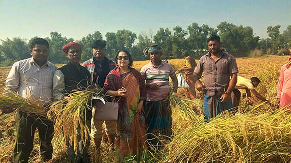 রাণীশংকৈলে কৃষক লীগের কৃষকের ধান কাটা কর্মসূচির উদ্বোধন