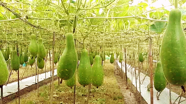 রাণীশংকৈলে লাউ চাষে ব্যাপক ফলন; চড়া দামে চরম খুশি লাউ চাষিরা