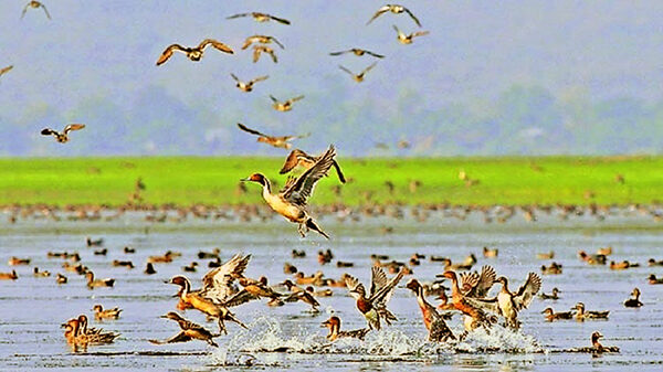 হাকালুকি হাওরের জীববৈচিত্র্য হুমকির মুখে