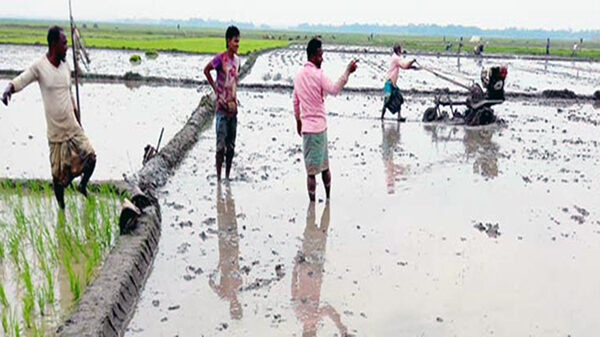 ২২৭ কোটি টাকার বোরো ধান উৎপাদনের লক্ষ্যমাত্রা