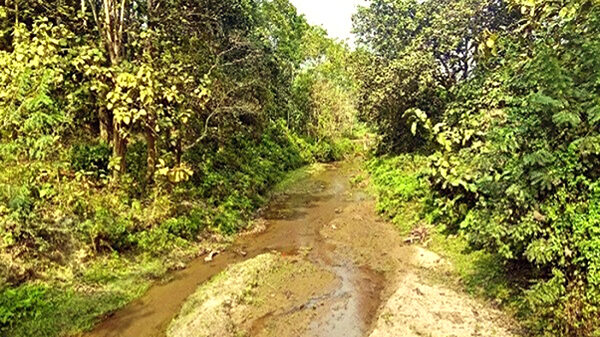 পানি সঙ্কটে ভুগছে লাউয়াছড়া ও সাতছড়ি উদ্যানের বন্য প্রাণীরা