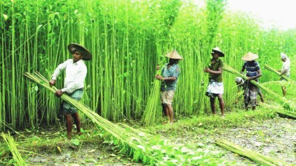 বিশ্বের শীর্ষ পাট উৎপাদনকারী দেশ এখন বাংলাদেশ