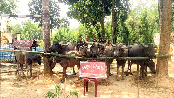 ভারতীয় মহিষ বাংলাদেশে নিলামে বিক্রি